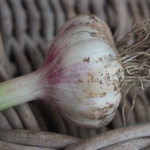 Freshly harvested garlic