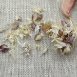 Americky Maly garlic