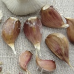 Americky Maly garlic