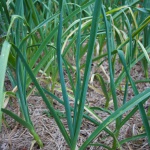 Dunganski garlic