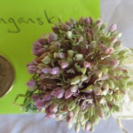 Garlic flowerhead