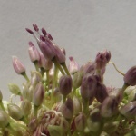 Garlic flowers