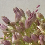 Garlic flowers