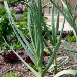 Garlic plant