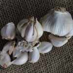 Italian White garlic