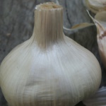 garlic