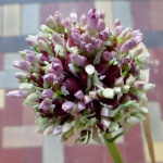 Garlic flower