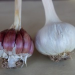 Rojo de Castro garlic