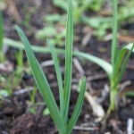 Rojo del Pais Baza garlic