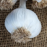 Rojo del Pais Baza garlic