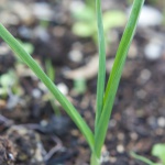 Silverskin garlic