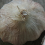 Glenlarge garlic