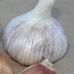 Deerfield Purple garlic