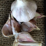 Chesnock Red garlic