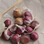 Deerfield Purple garlic