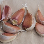 Deerfield Purple garlic