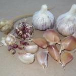 Deerfield Purple garlic