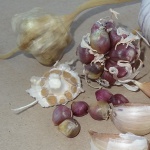 Deerfield Purple garlic