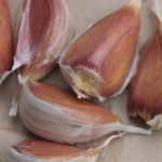 Deerfield Purple garlic