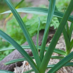 Deerfield Purple garlic