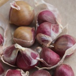 Deerfield Purple garlic