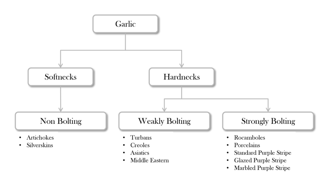 Garlic family tree