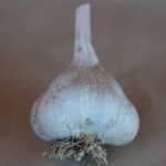 Germidour garlic