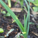 Germidour garlic