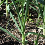 Germidour garlic