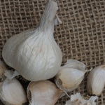 Germidour garlic