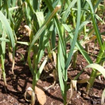 Garlic plants