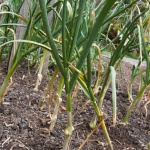 Glenlarge garlic