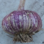 Striped purple garlic bulb