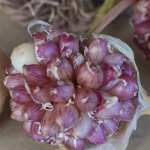 Tiny bulbils in garlic umbel.