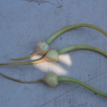 Shandong garlic umbels
