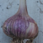 Shandong garlic