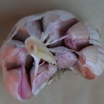 Shandong garlic