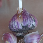 Shandong garlic