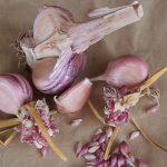 Italian Purple cloves and bulbils