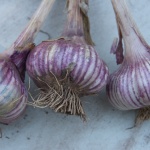 Italian Purple garlic