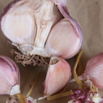 Italian Purple garlic